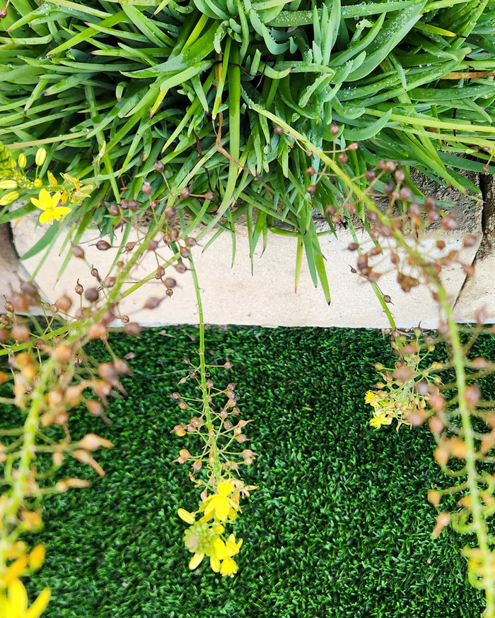 Artificial grass beside a concrete edging strip with flowering bulbine above it
