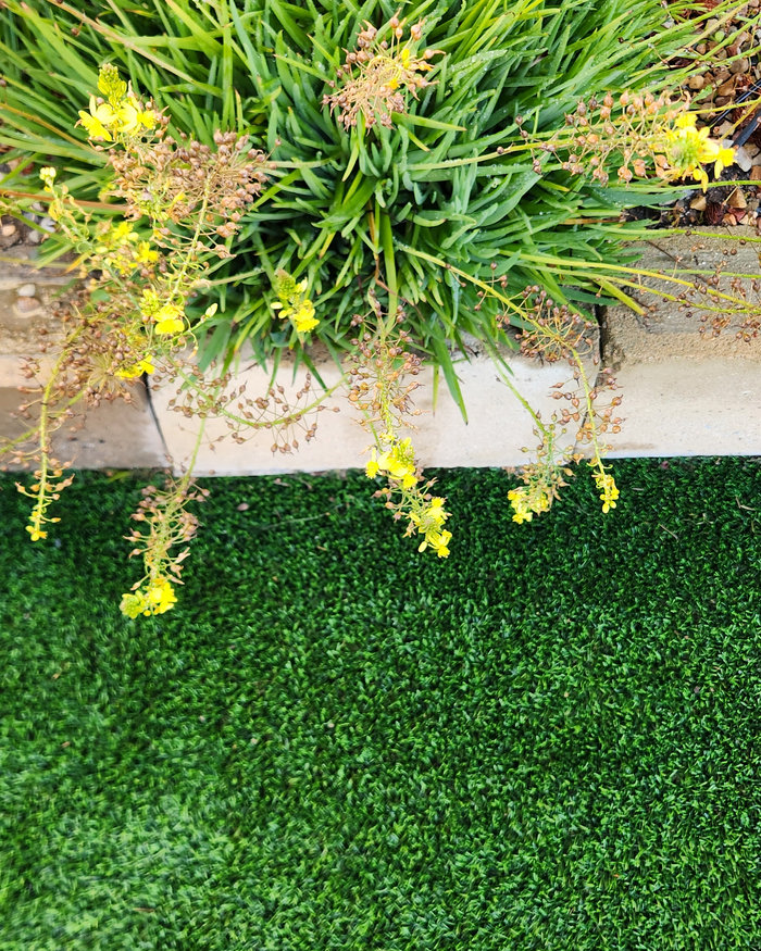 Flowering bulbine stems hanging over artificial grass