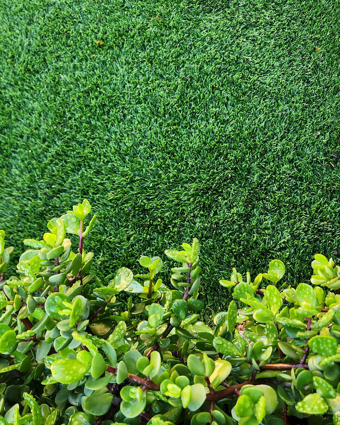 Artificial grass meeting a spekboom groundcover planting